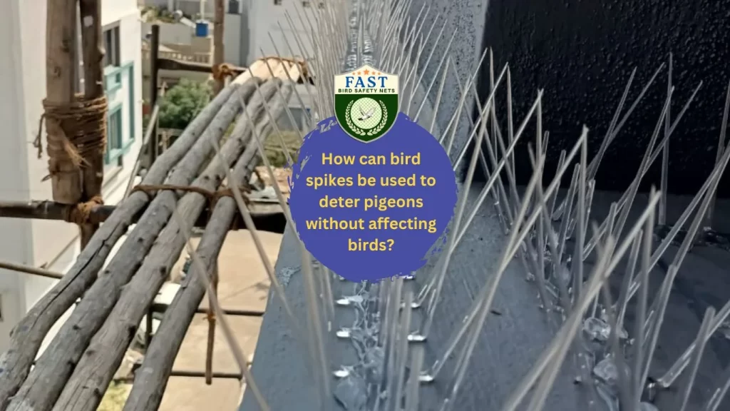 How can bird spikes be used to deter pigeons without affecting birds?