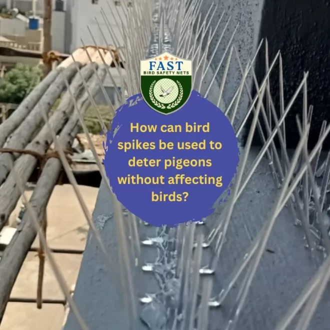 How can bird spike be used to deter pigeons without affecting birds?