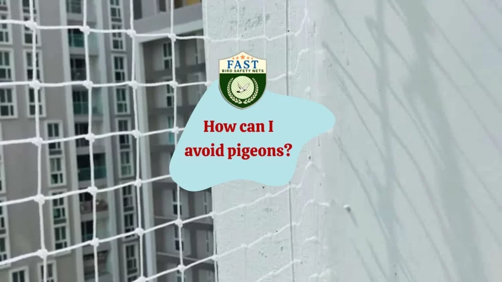 How can I avoid pigeons?