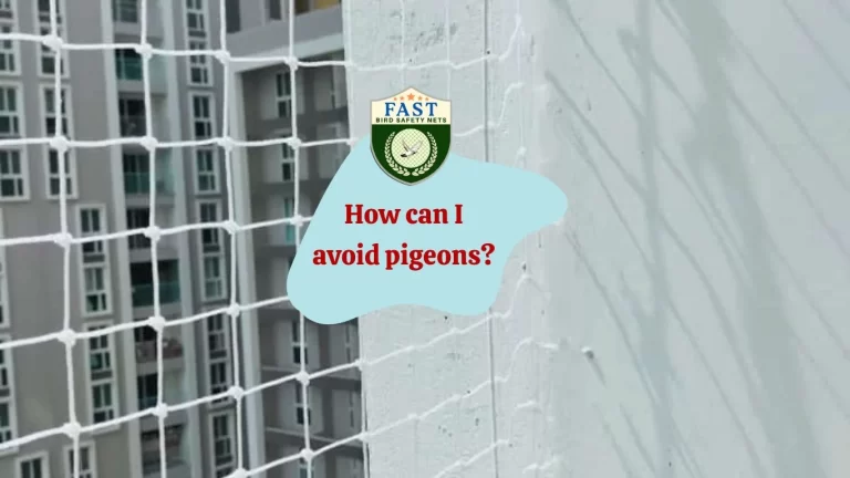 How can I avoid pigeons?
