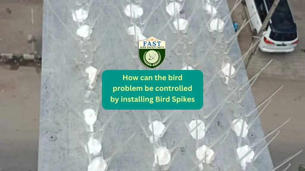 How can the bird problem be controlled by installing Bird Spikes