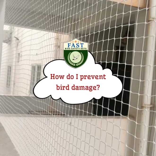 How do I prevent bird damage?
