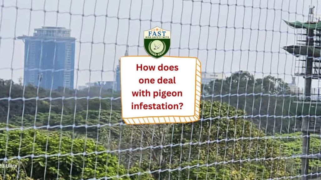 How does one deal with pigeon infestation?