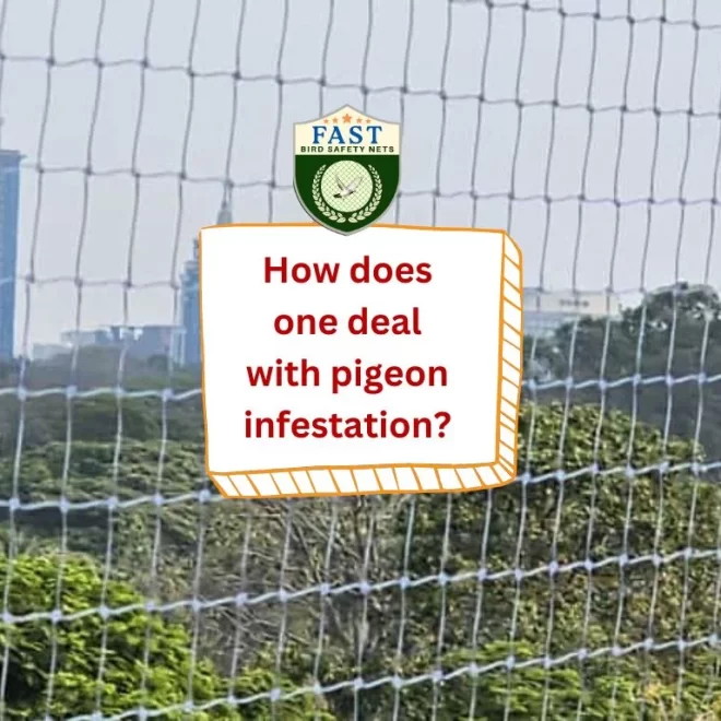 How does one deal with pigeon infestation?