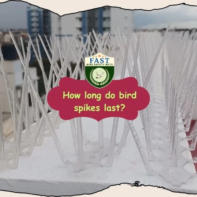 How long do bird spikes last?