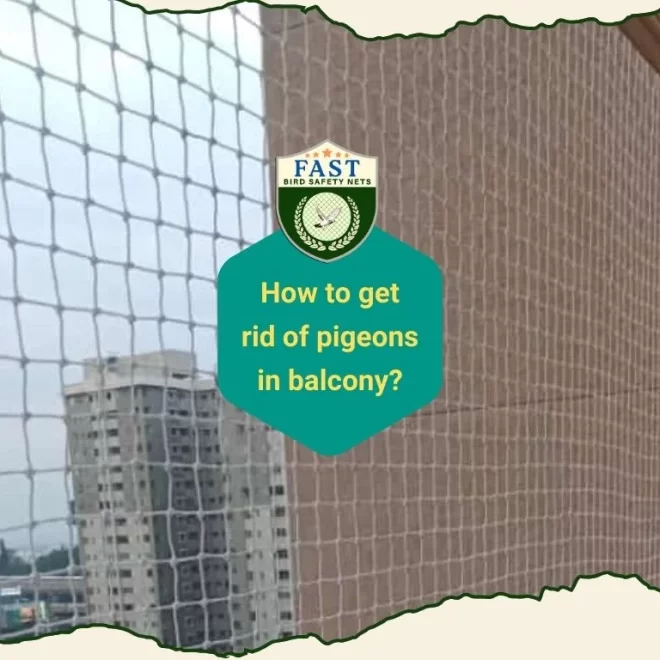 How to get rid of pigeons in balcony?
