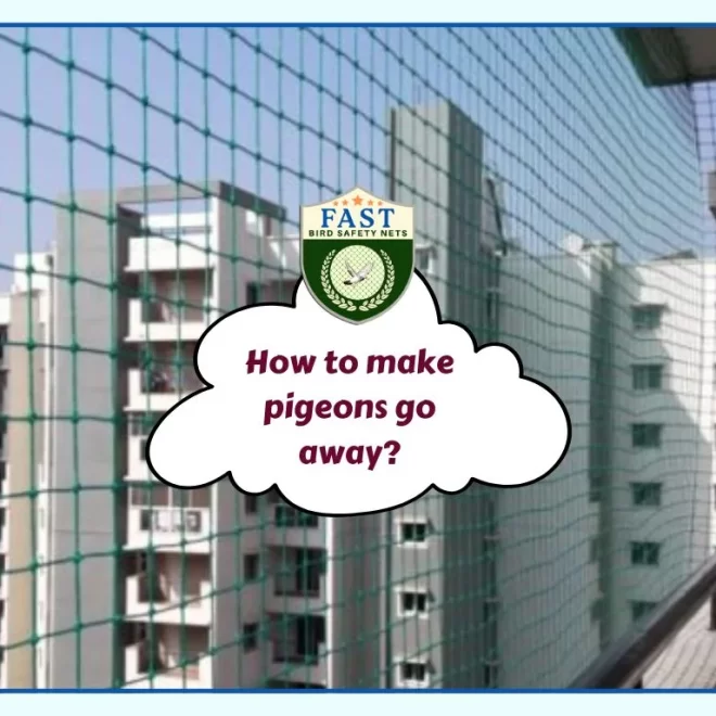 How to make pigeons go away?