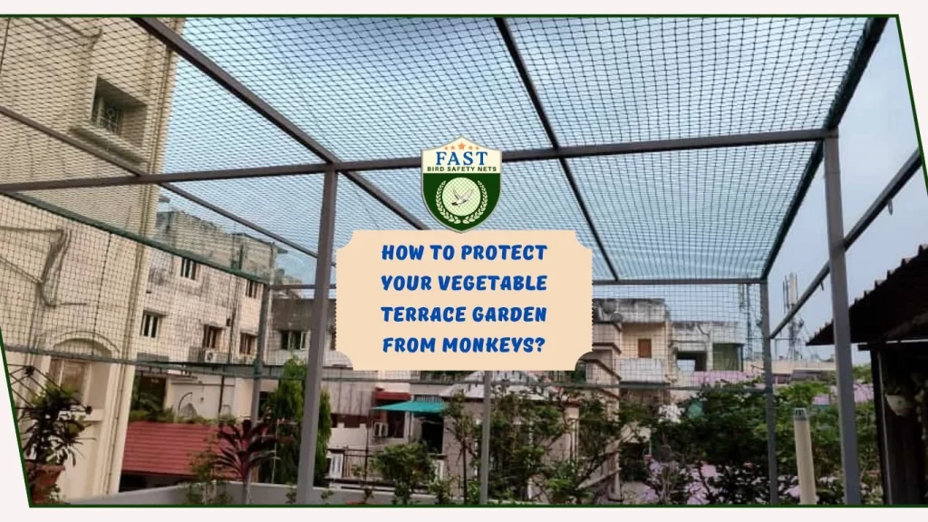 How to protect your vegetable terrace garden from monkeys?