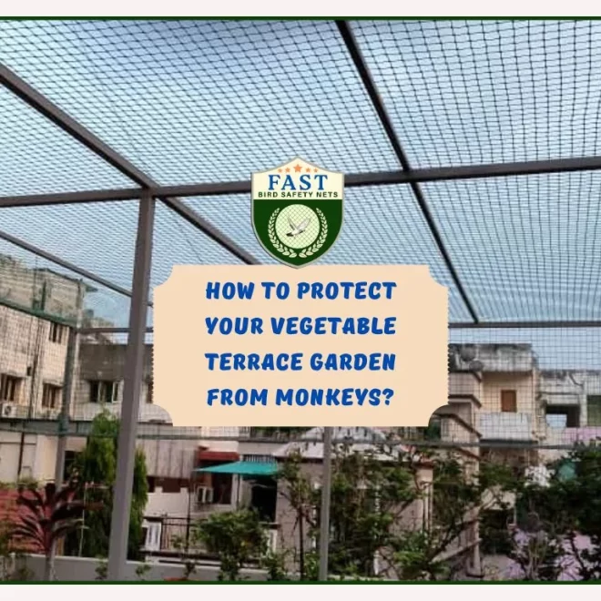 How to protect your vegetable terrace garden from monkeys?