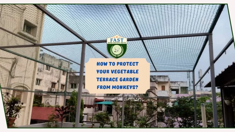 How to protect your vegetable terrace garden from monkeys?