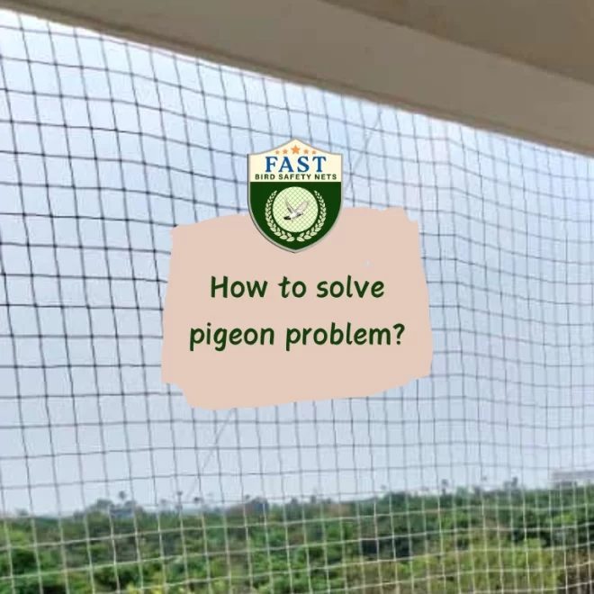 How to solve pigeon problems?