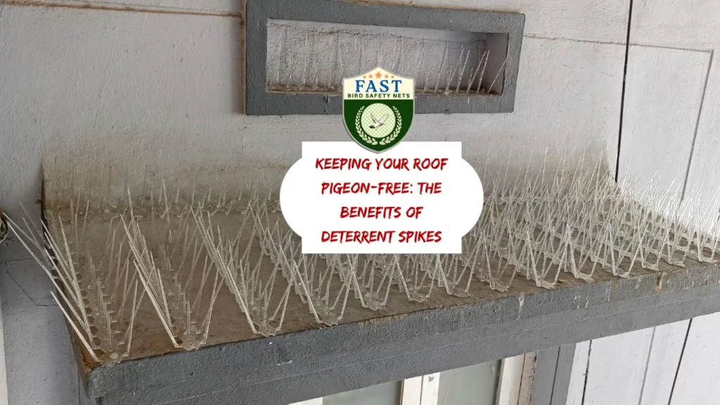 Keeping Your Roof Pigeon-Free: The Benefits of Deterrent Spikes