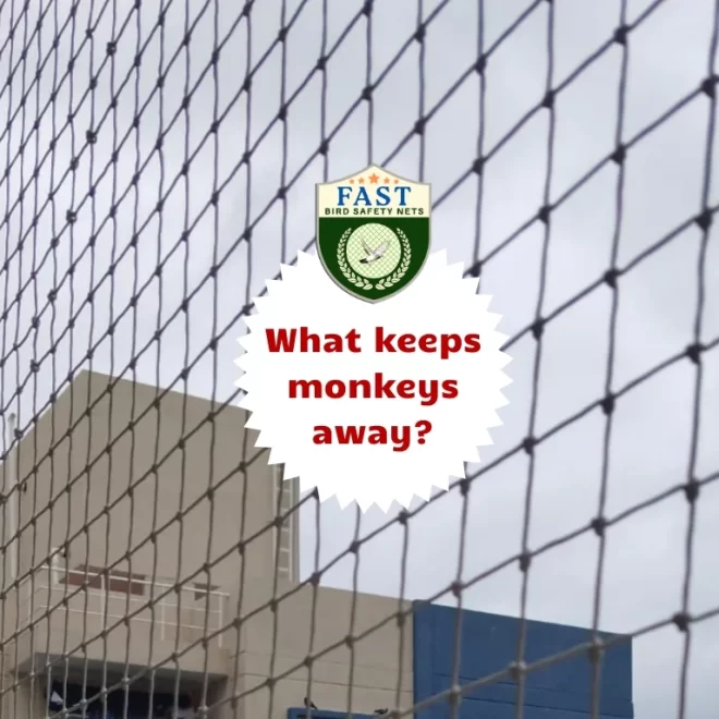 What keeps monkeys away?