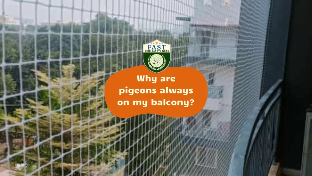 Pigeon Net Installation Hyderabad