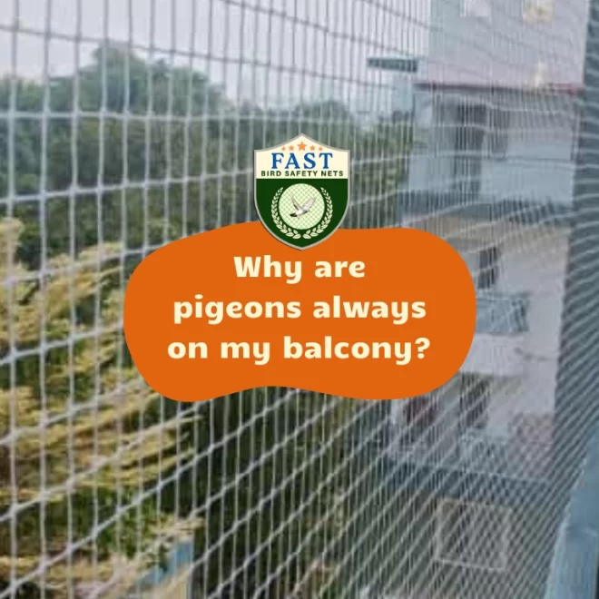 Why are pigeons always on my balcony?