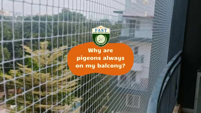 Why are pigeons always on my balcony?