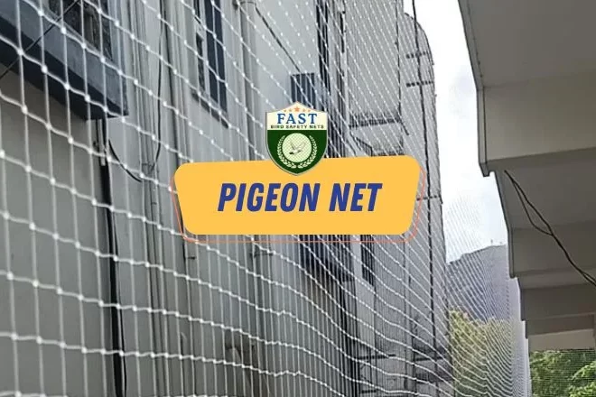 Do pigeons carry diseases?