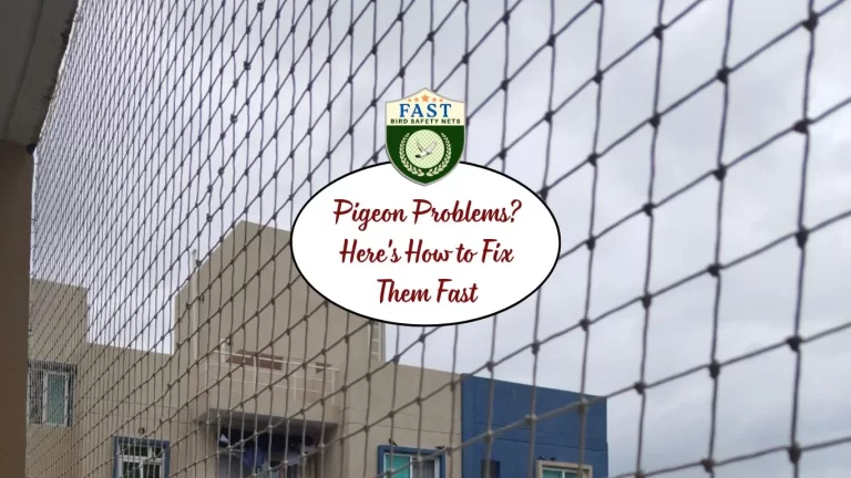 Pigeon Problems? Here’s How to Fix Them Fast
