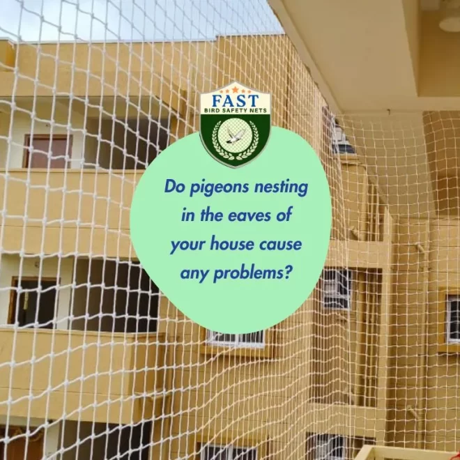 Do Pigeons Nesting in the Eaves of Your House Cause Any Problems?