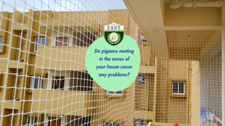 Do Pigeons Nesting in the Eaves of Your House Cause Any Problems?