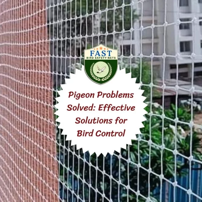 Pigeon Problems Solved: Effective Solutions for Bird Control