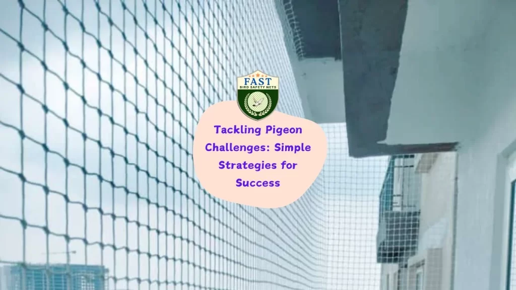 Tackling Pigeon Challenges: Simple Strategies for Success