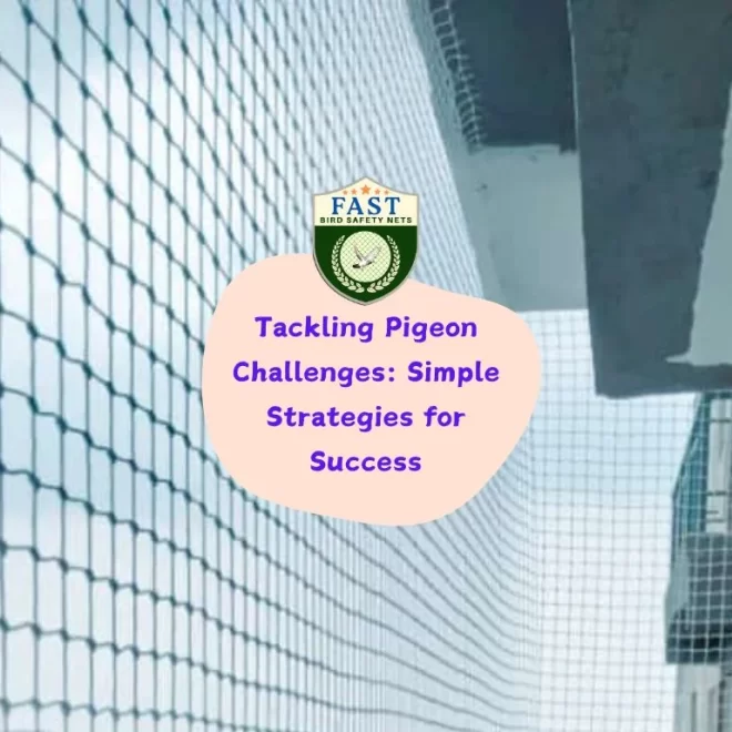 Tackling Pigeon Challenges: Simple Strategies for Success
