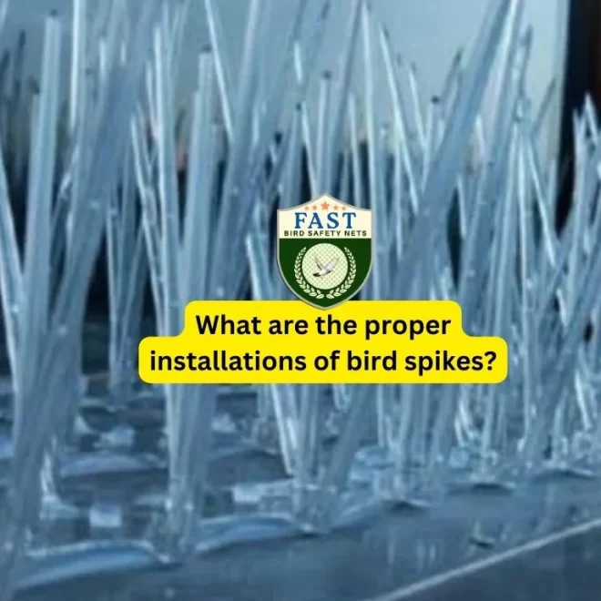 What are the proper installations of bird spikes?