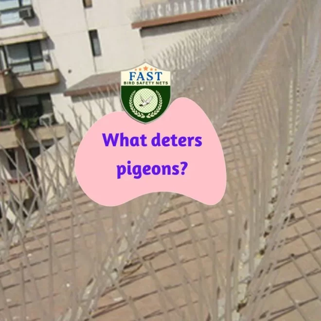 What deters pigeons?