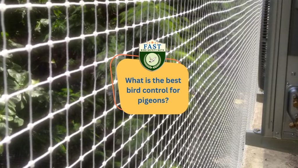 What is the best bird control for pigeons?