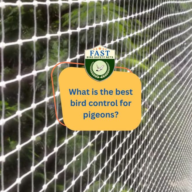 What is the best bird control for pigeons?