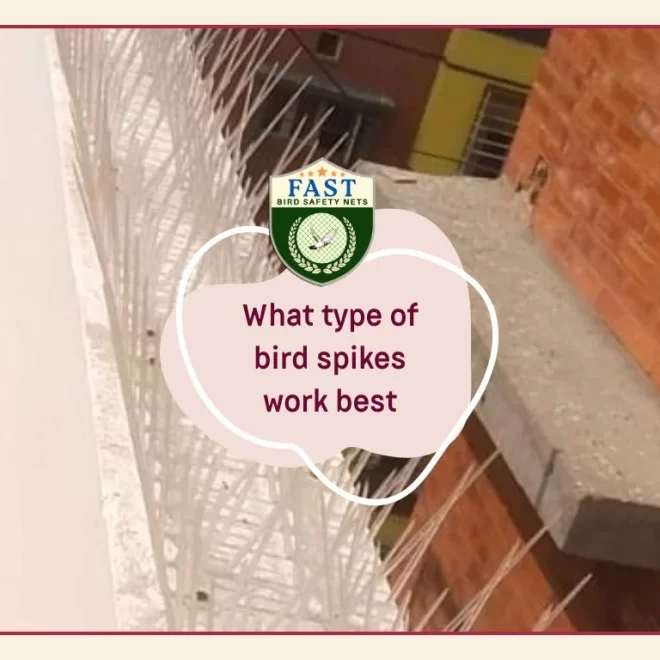 What type of bird spikes work best