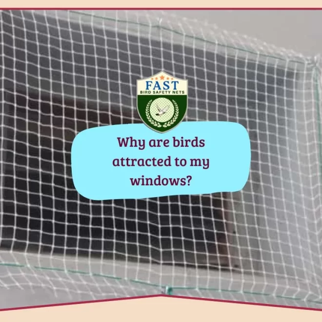 Why are birds attracted to my windows?