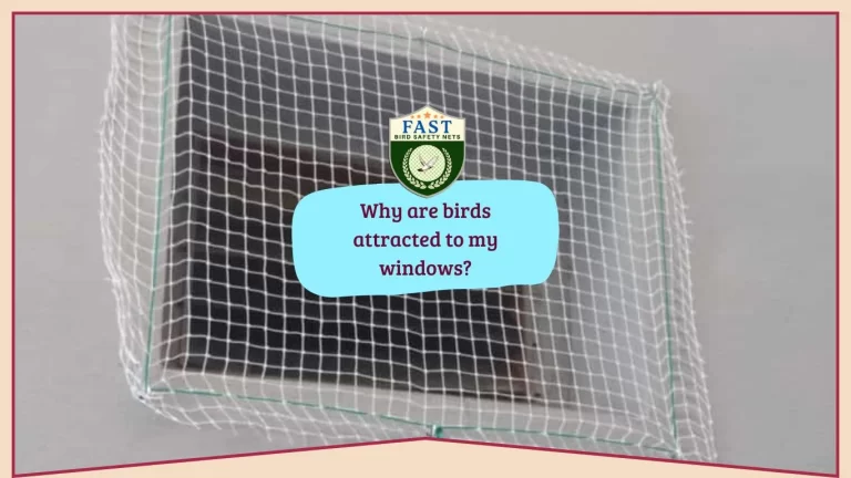 Why are birds attracted to my windows?