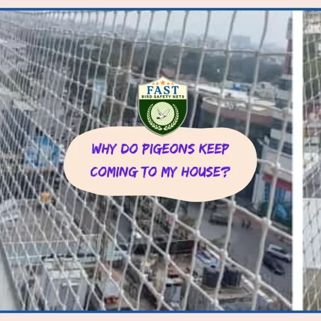 Why do pigeons keep coming to my house?