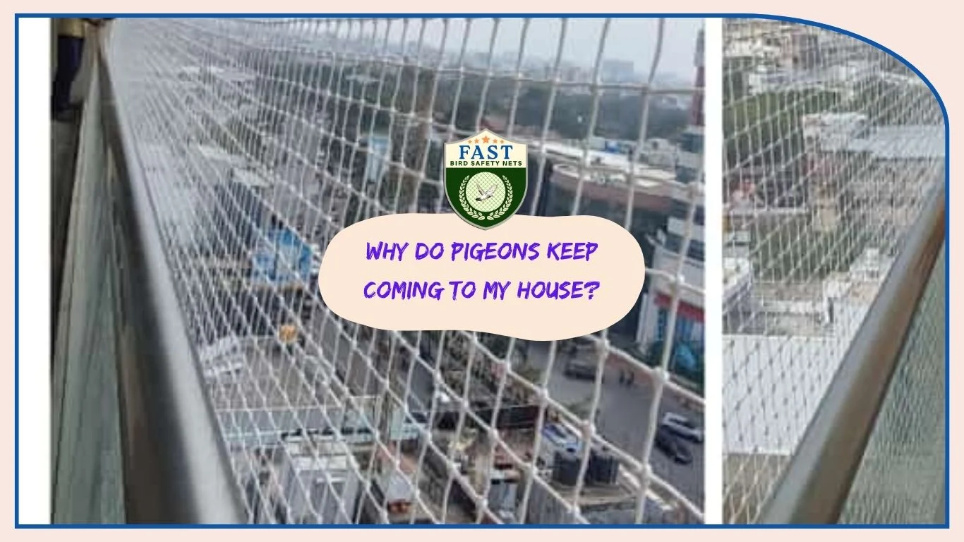 Why do pigeons keep coming to my house? Fast Safety Nets Hyderabad