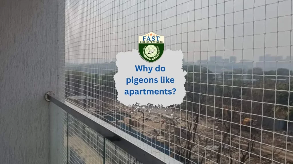 Why do pigeons like apartments?