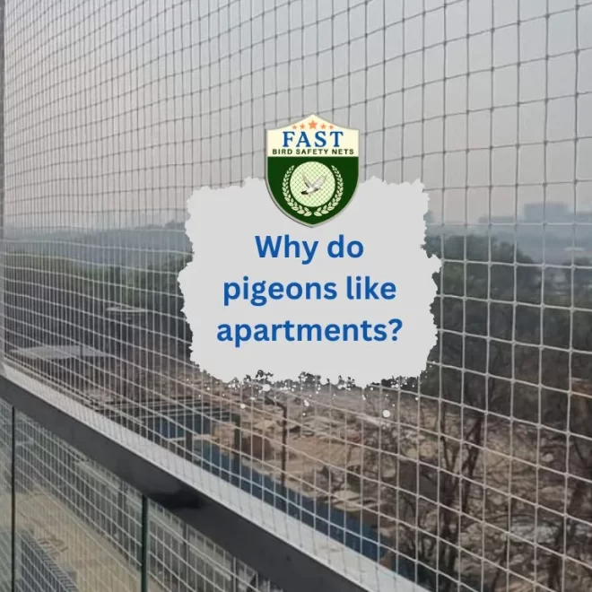 Why do pigeons like apartments?