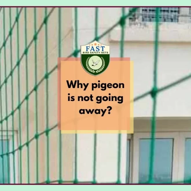 Why pigeon is not going away?