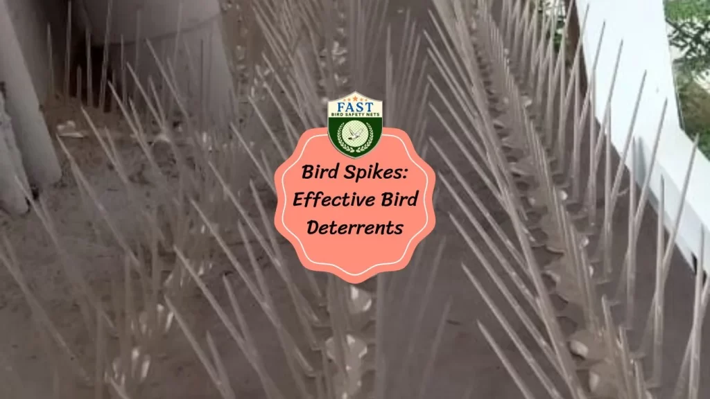 Bird Spikes: Effective Bird Deterrents