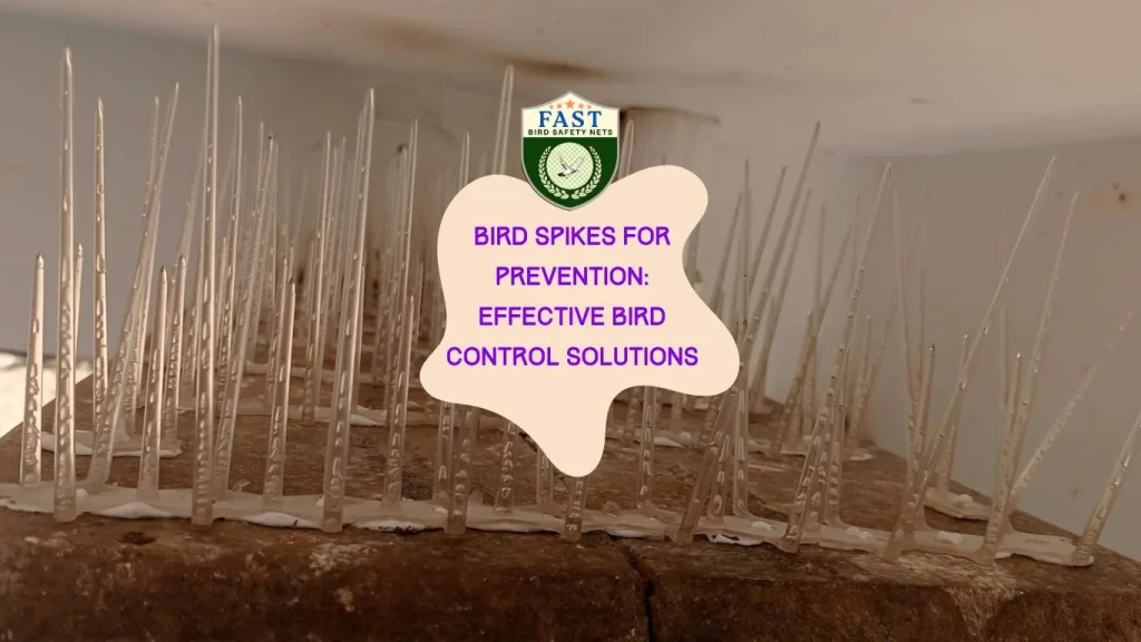 Bird Spikes for Prevention: Effective Bird Control Solutions