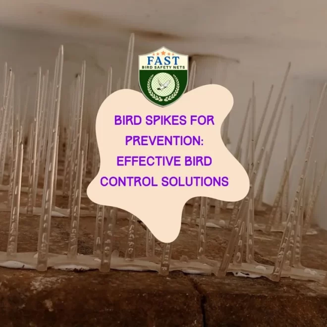 Bird Spikes for Prevention: Effective Bird Control Solutions