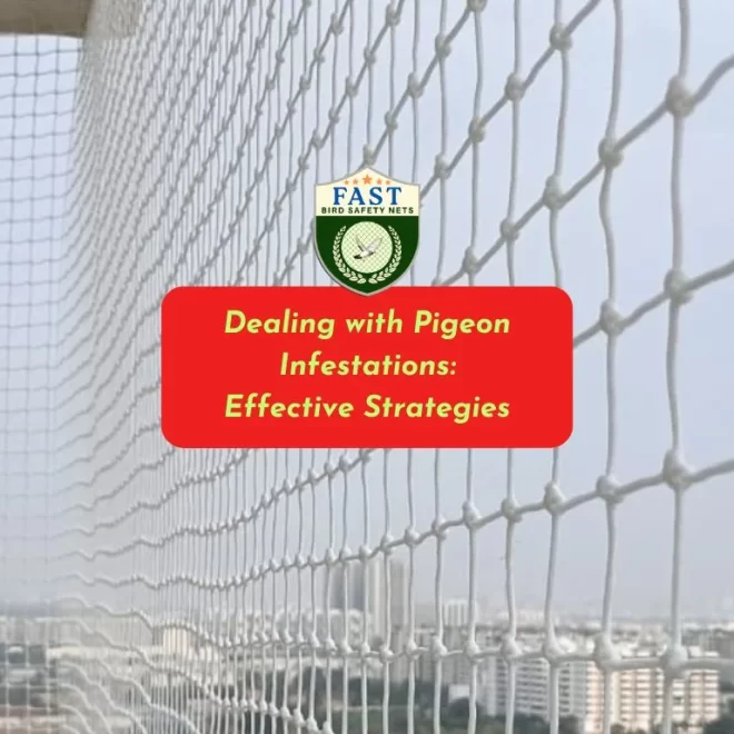 Dealing with Pigeon Infestations: Effective Strategies