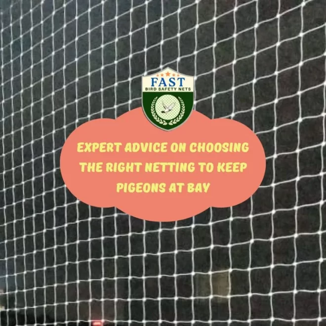 Expert Advice on Choosing the Right Netting to Keep Pigeons at Bay