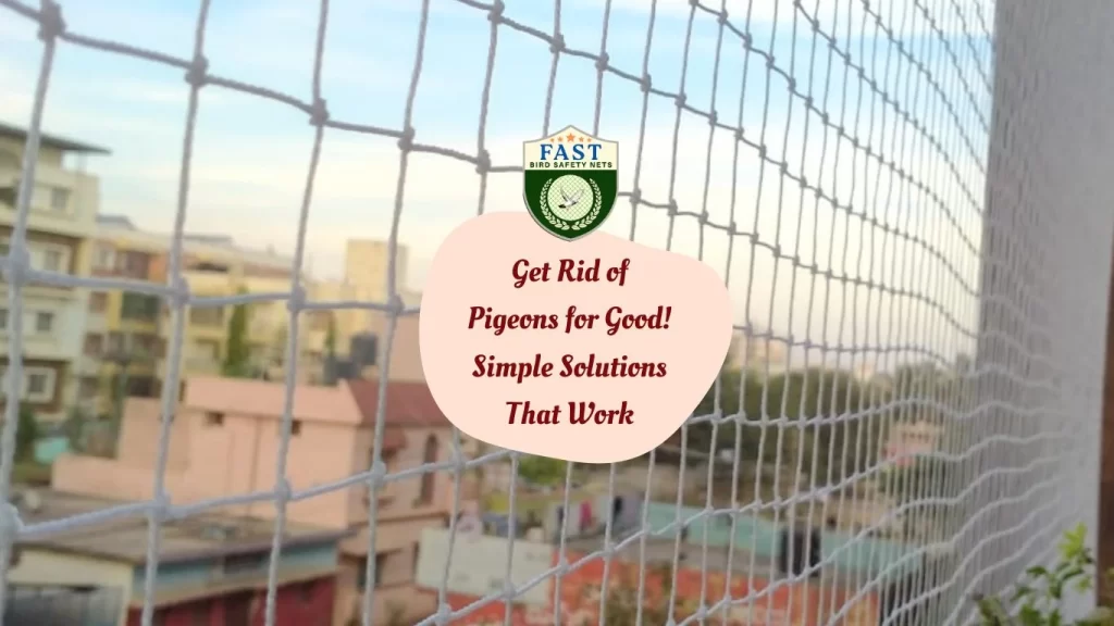 Get Rid of Pigeons for Good! Simple Solutions That Work