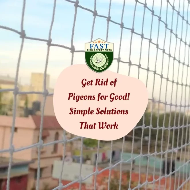 Get Rid of Pigeon for Good! Simple Solutions That Work