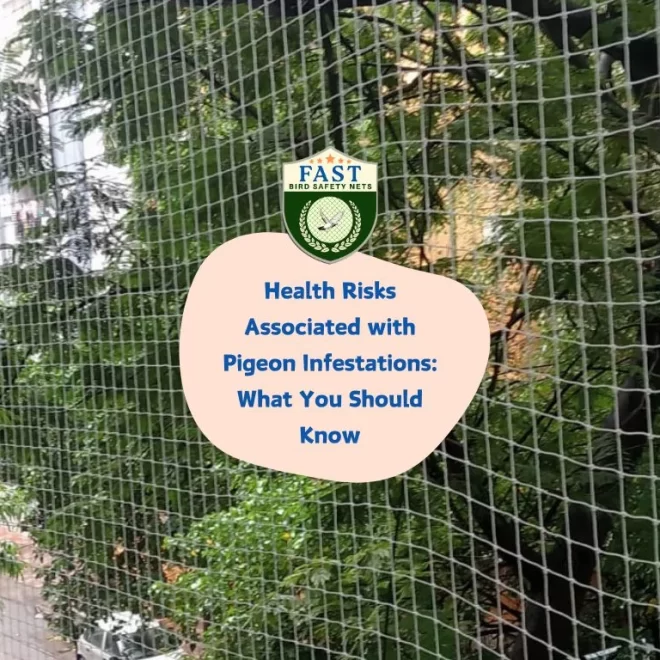 Health Risks Associated with Pigeon Infestations: What You Should Know