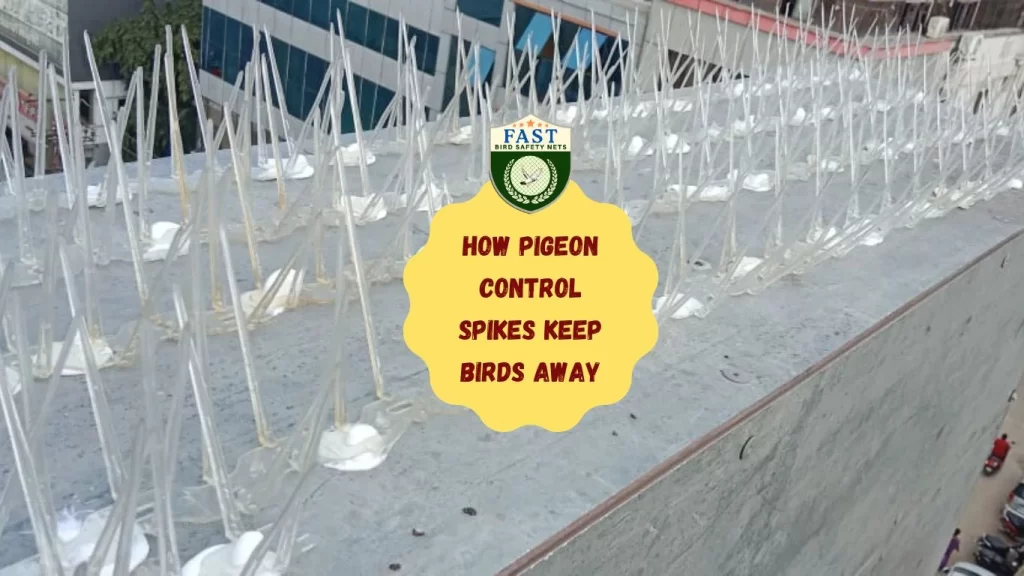 How Pigeon Control Spikes Keep Birds away