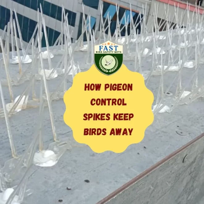How Pigeon Control Spikes Keep Birds away