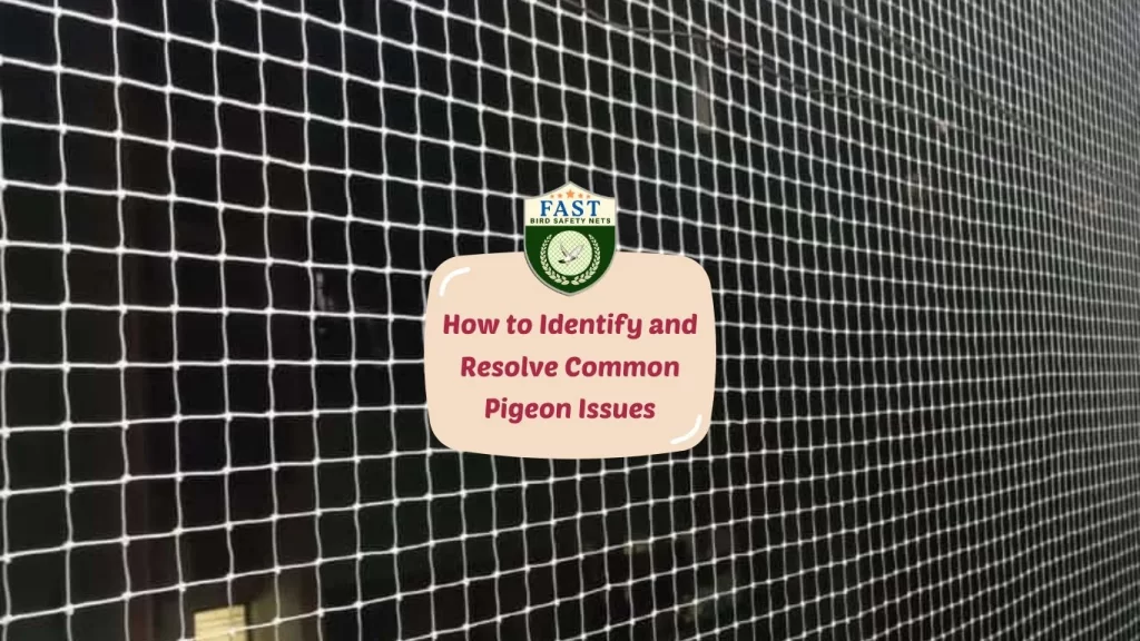 How to Identify and Resolve Common Pigeon Issues